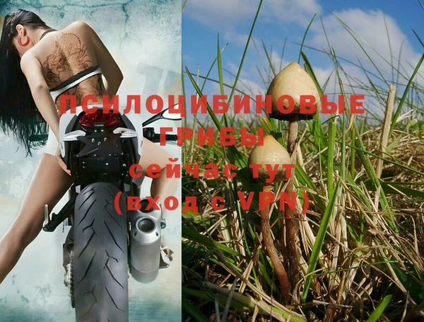 PSILOCYBIN Сосновый Бор